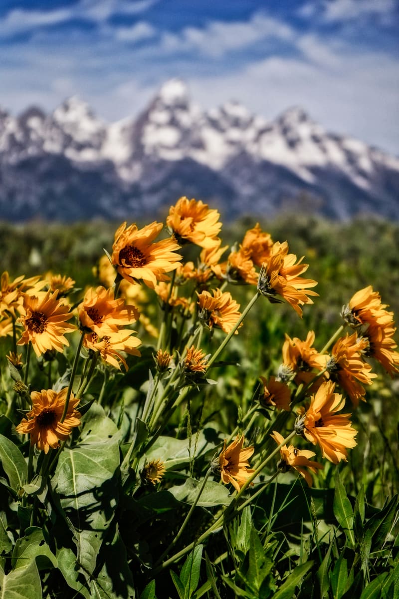 Autumn in the Tetons